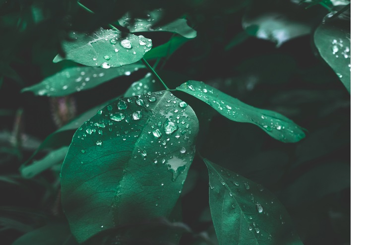 leaf with water droplet 