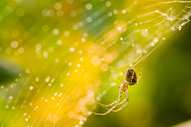 Close up of forest spider in cobweb after rain