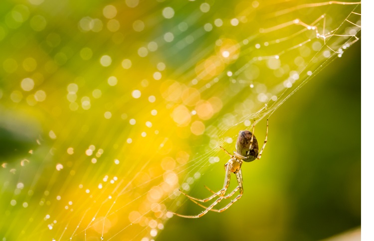 Close up of forest spider in cobweb after rain