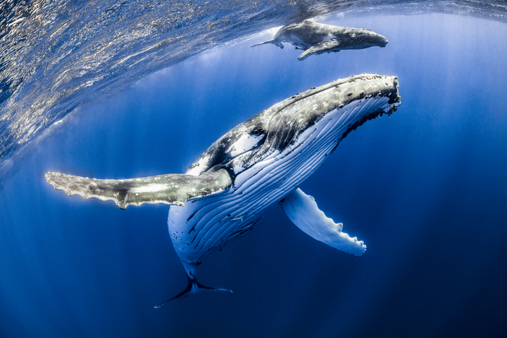 Humpback mother and calf, with a snorkeler, in Tonga