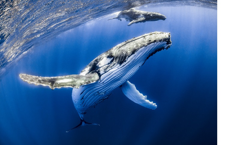 Humpback mother and calf, with a snorkeler, in Tonga