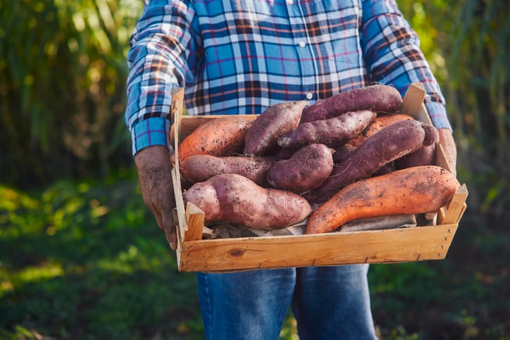 sweet potatoes