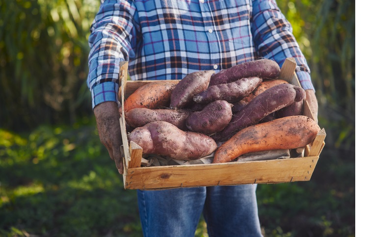 sweet potatoes