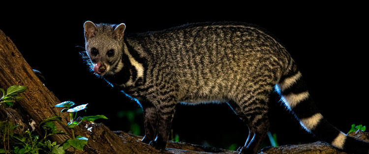 Malaiische Zibetkatze