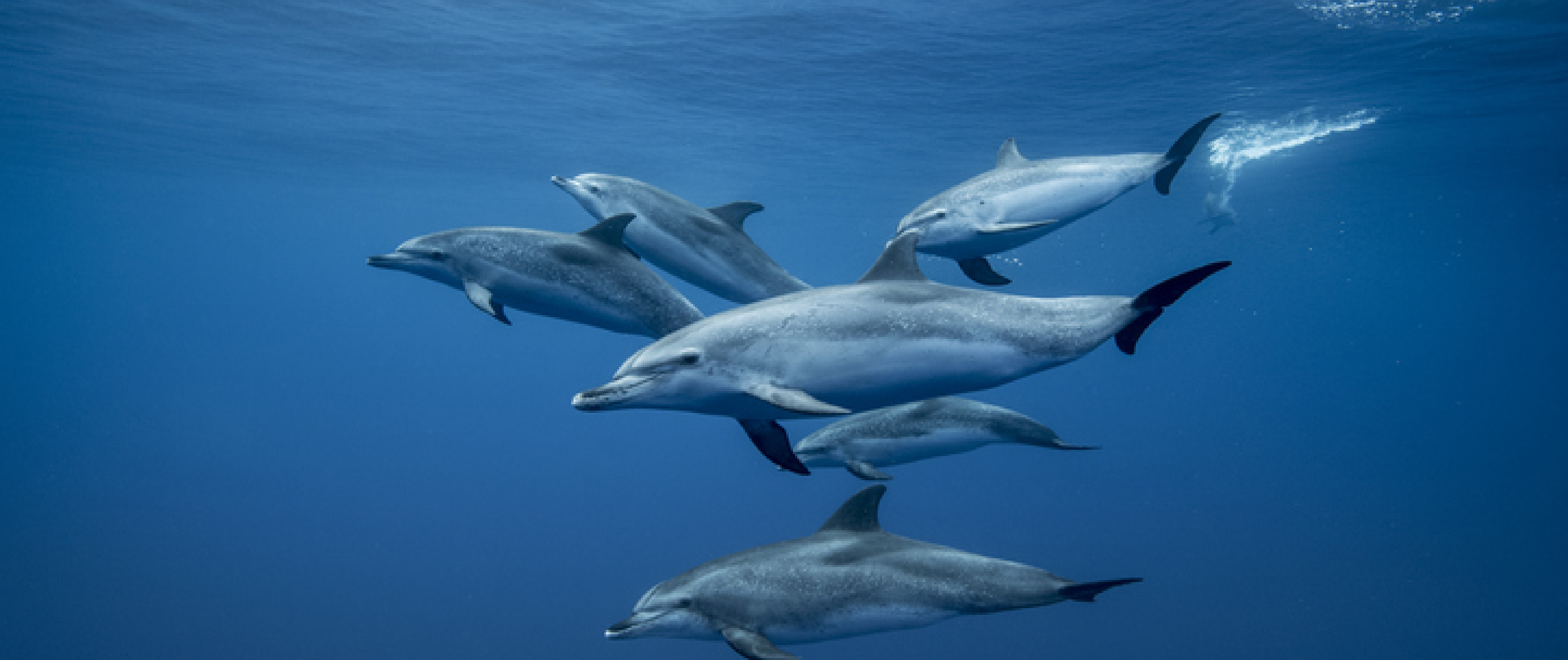 The Ubiquitous Presence of PFAS in the Environment