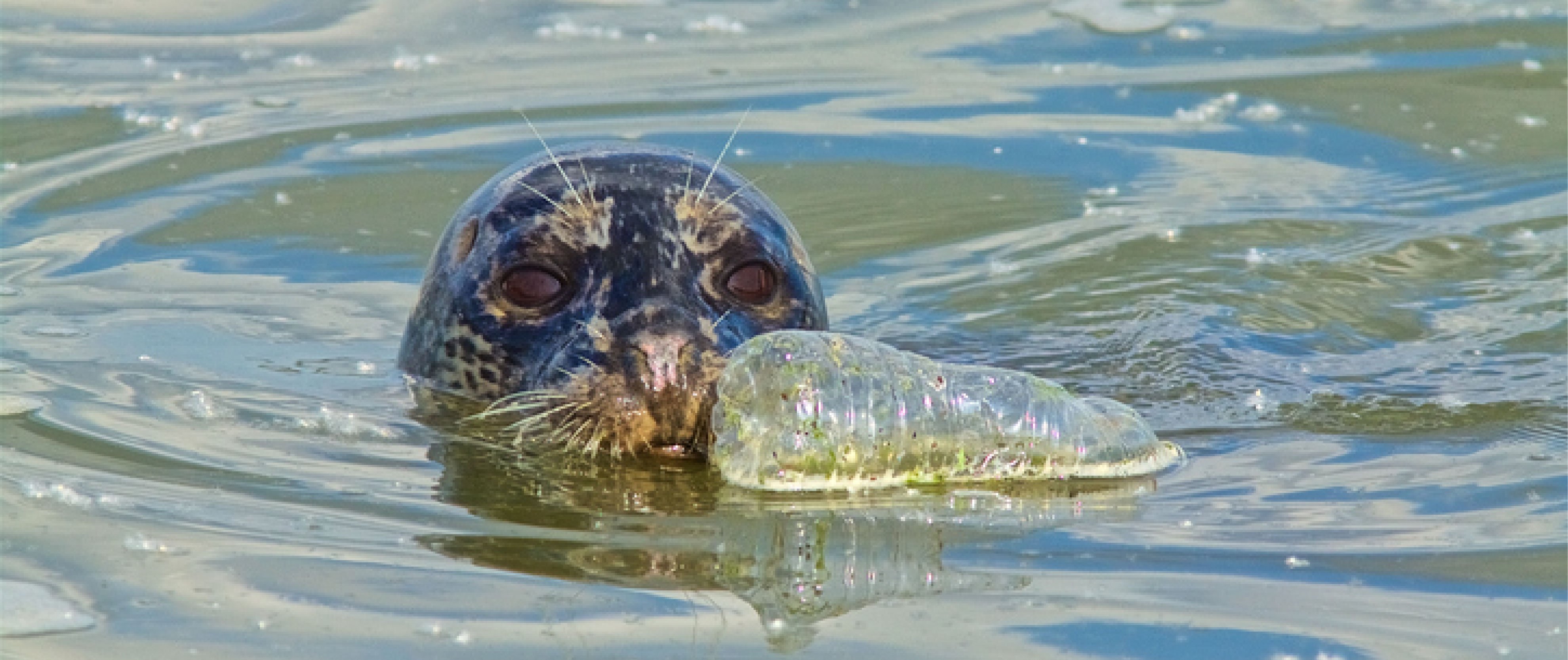 Plasticiser concentrations in harbour porpoise tissue along Norwegian coastal waters