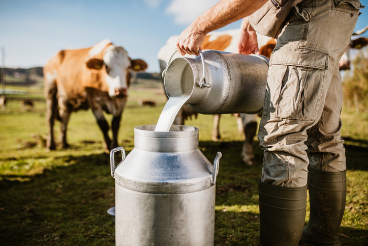 Milch wird auf einer Kuhweide in eine Milchkanne gegossen