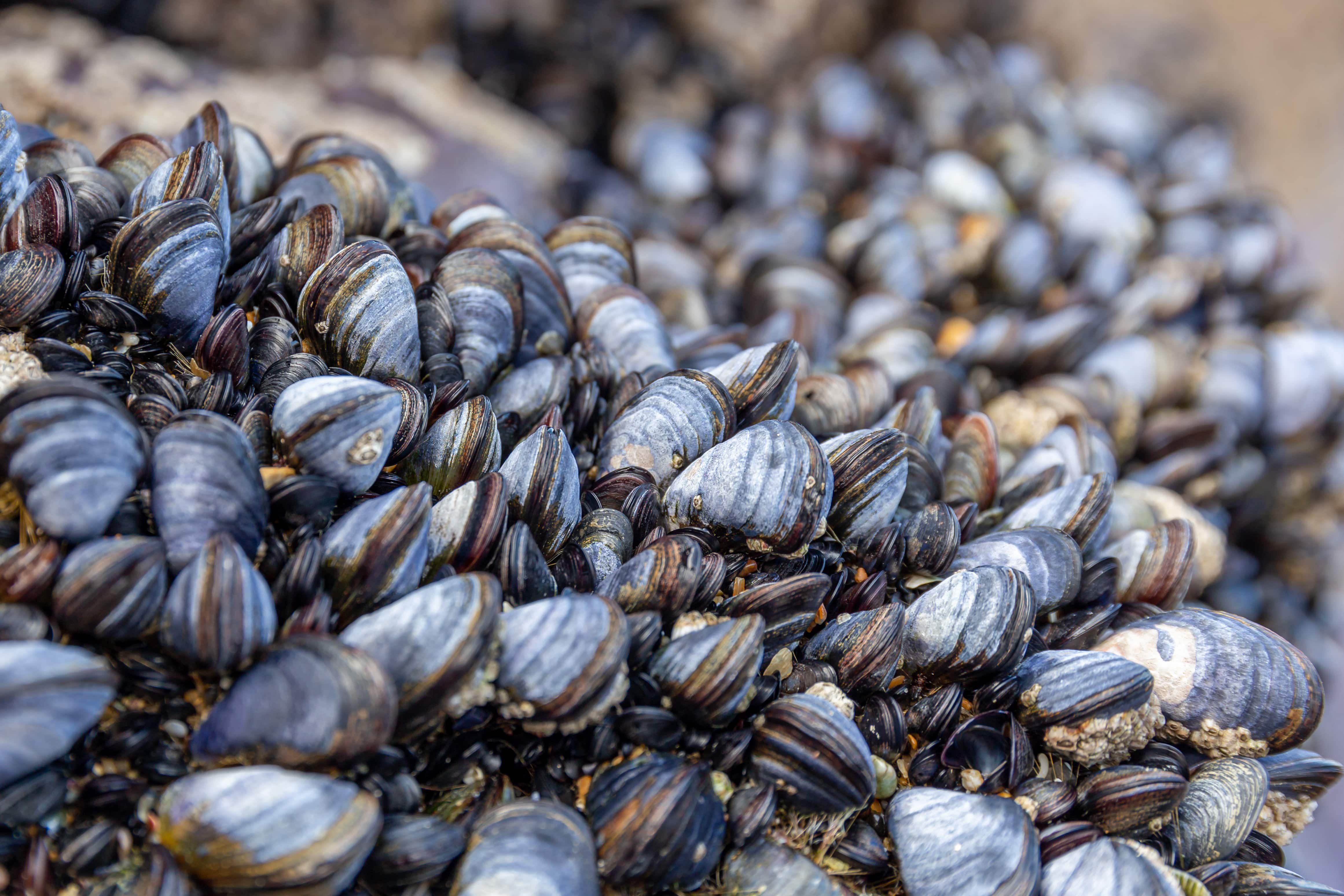 Blue mussels on beach