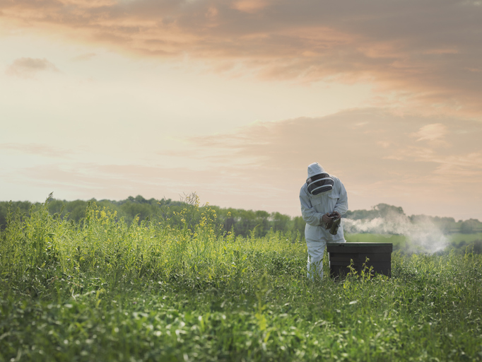 Monitoring the safety of honey