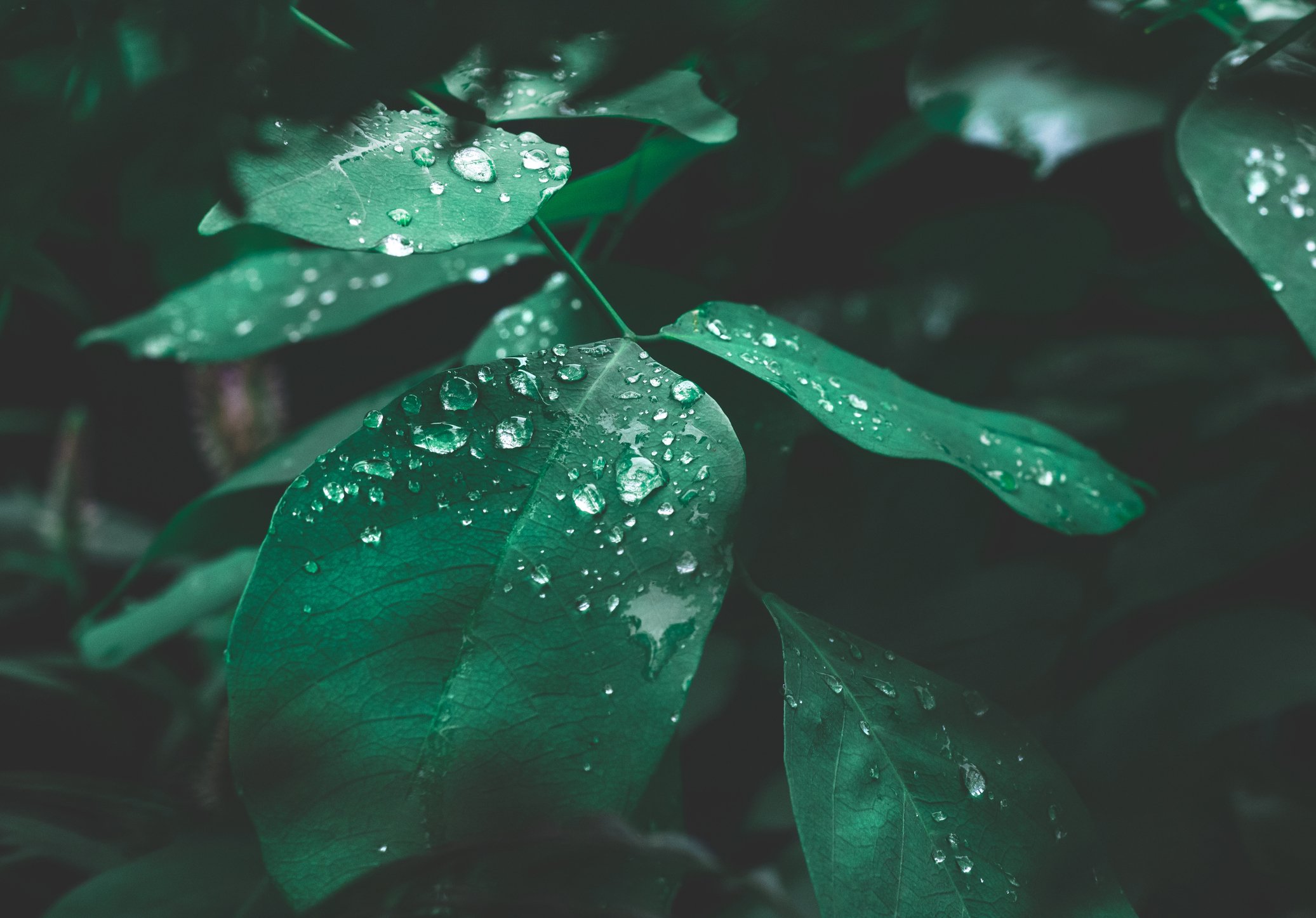 Leaf with water droplet 