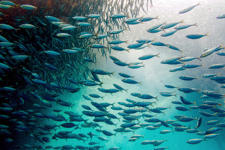 Fish underwater 