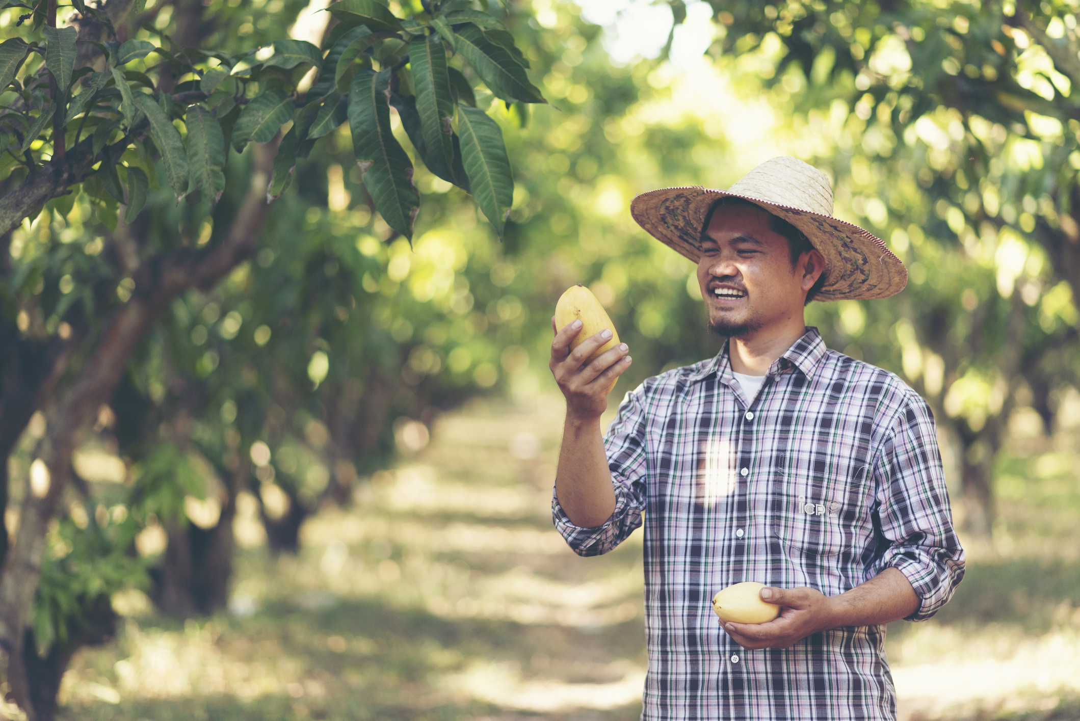 Young Asian Thai farmer picking mango fruit in organic farm