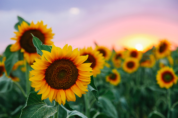 Sunflowers 