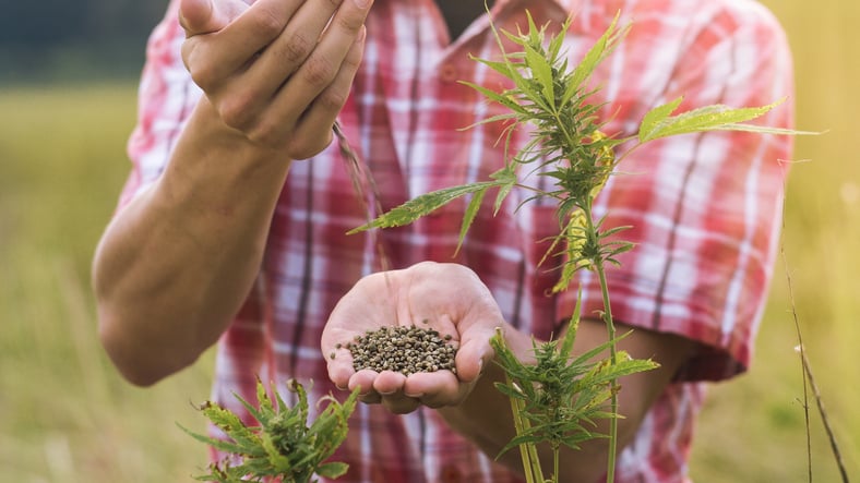 Hemp seeds