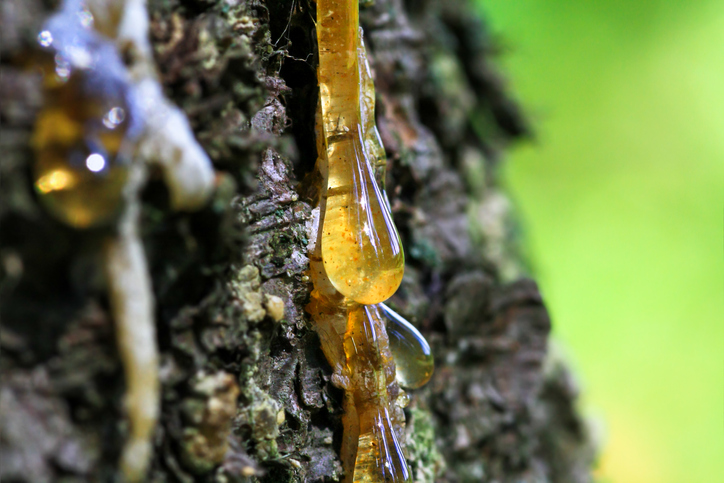 Tree Gum 