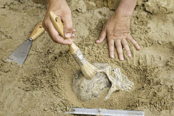 Anthropology - hands of an anthropologist revealing human skull from dirt