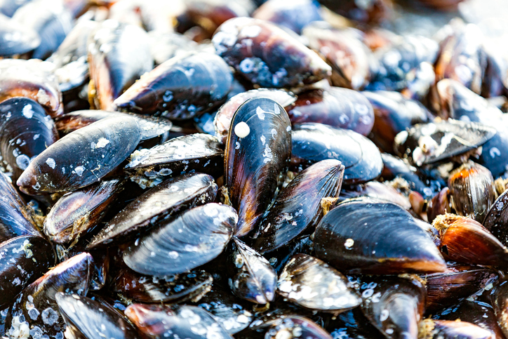 mussels 