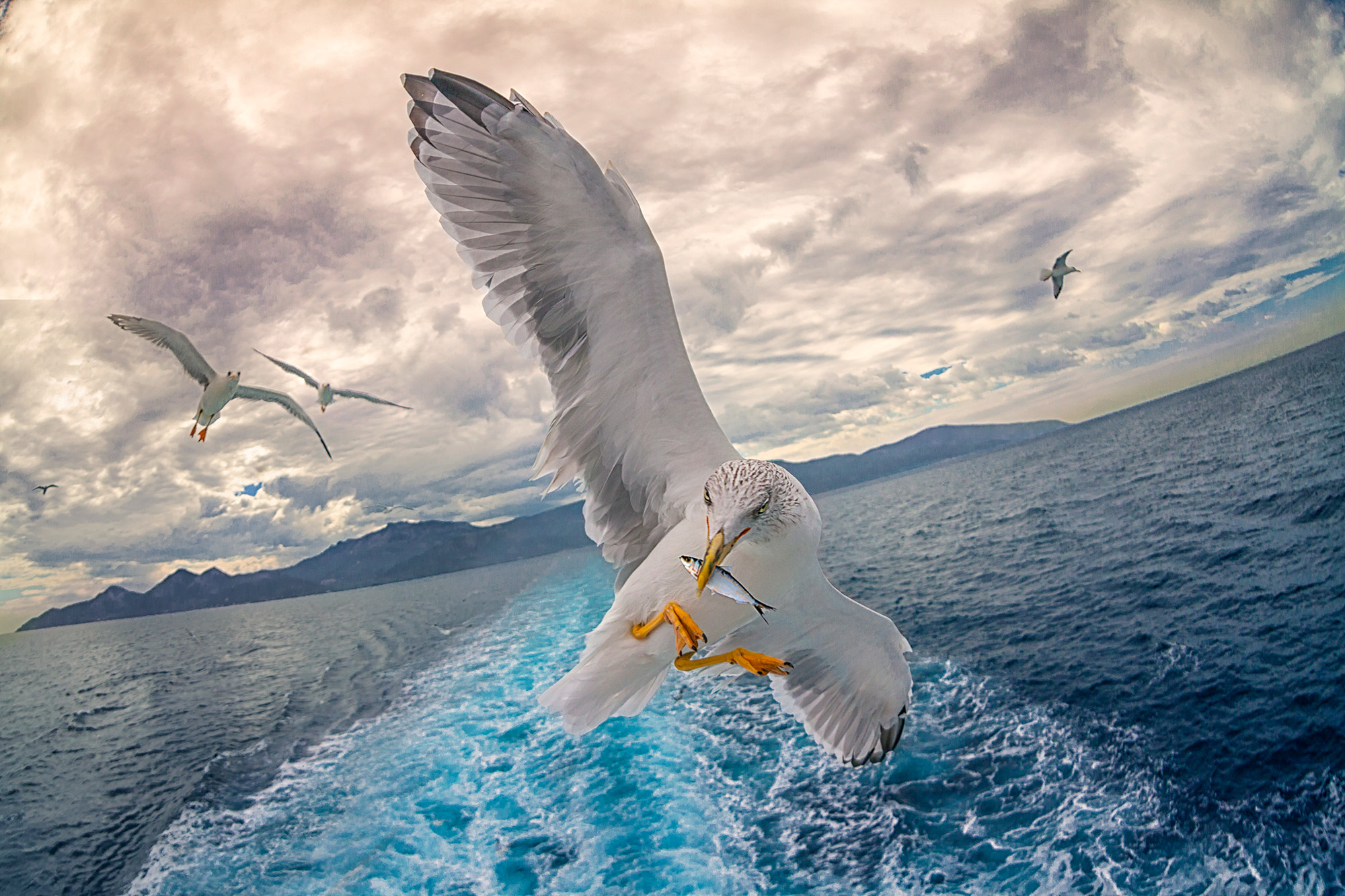 Banned pesticides detected in seabirds