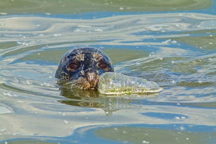 Plasticiser concentrations in harbour porpoise tissue along Norwegian costal waters