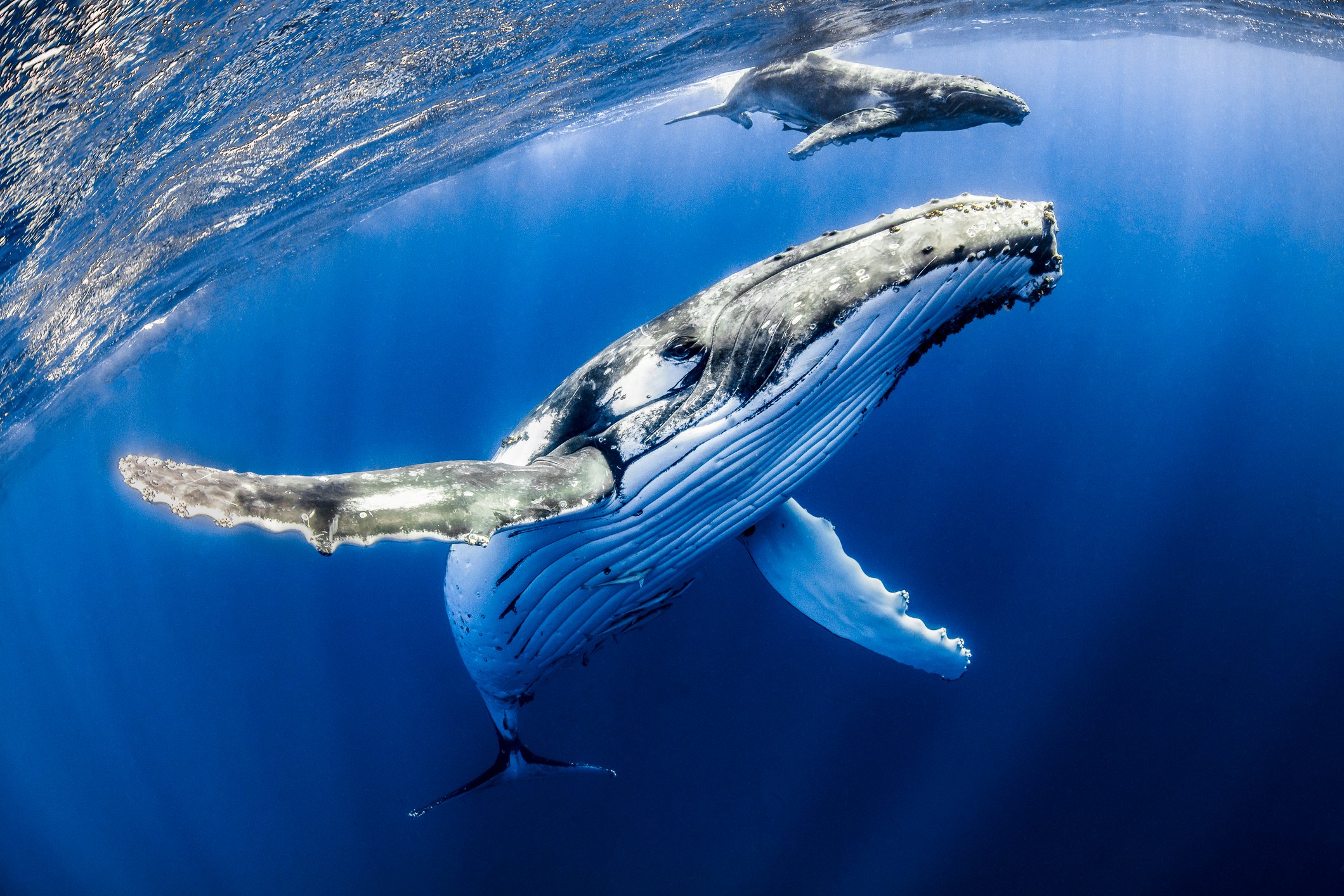 Humpback mother and calf, with a snorkeler, in Tonga