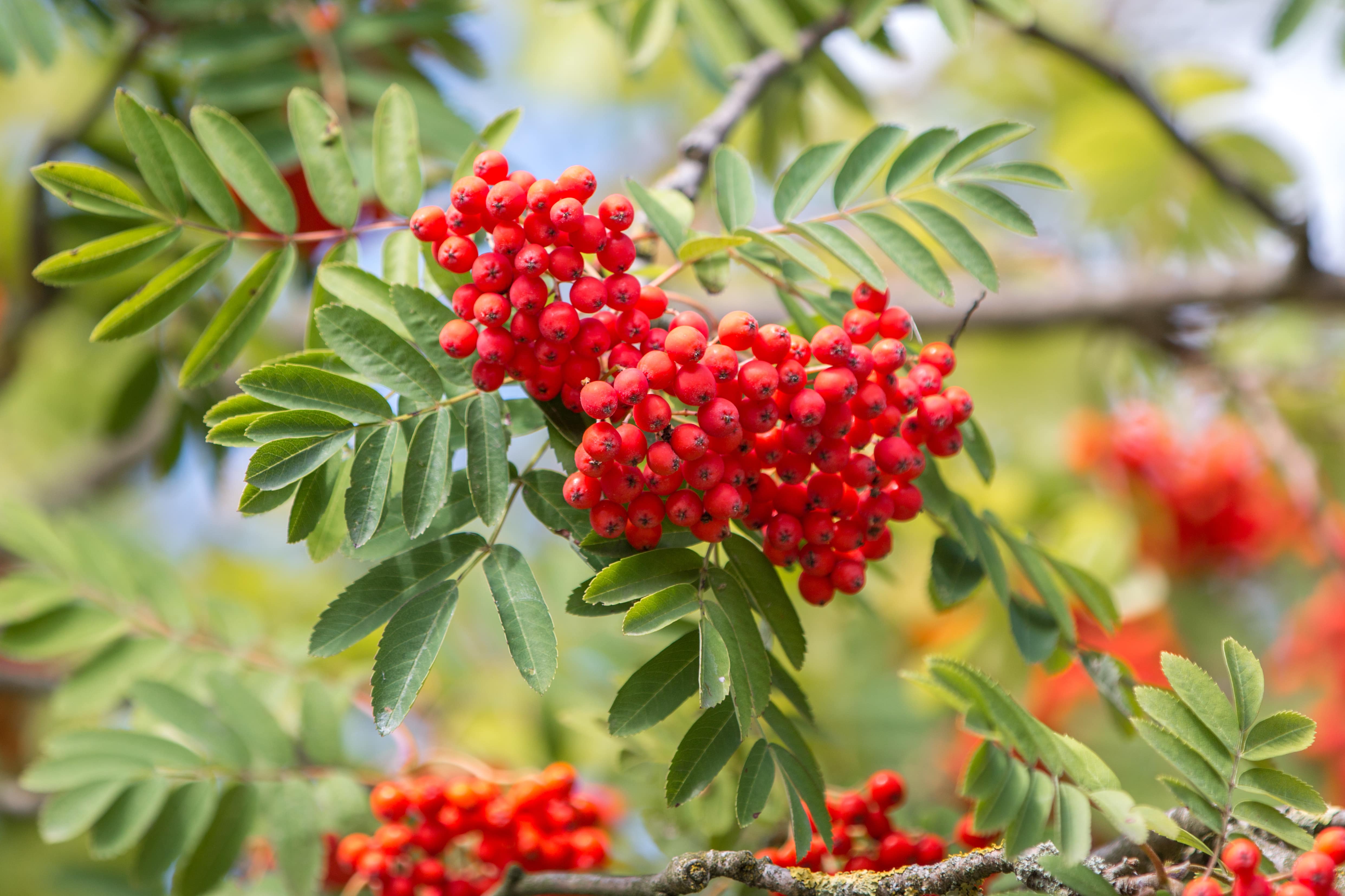 Rowanberries on tree