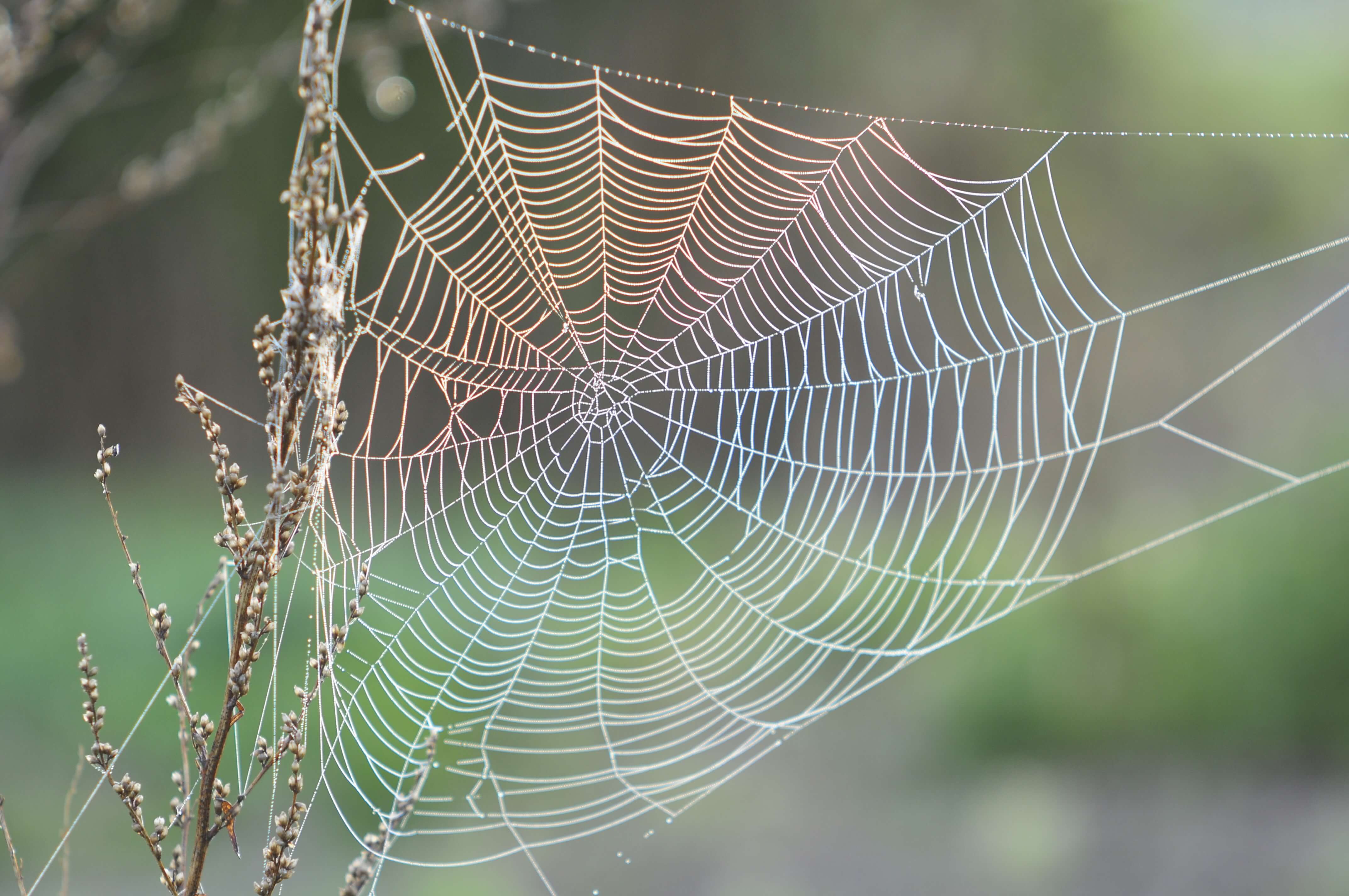 Creating 'sticky' spider silk proteins ELGA LabWater