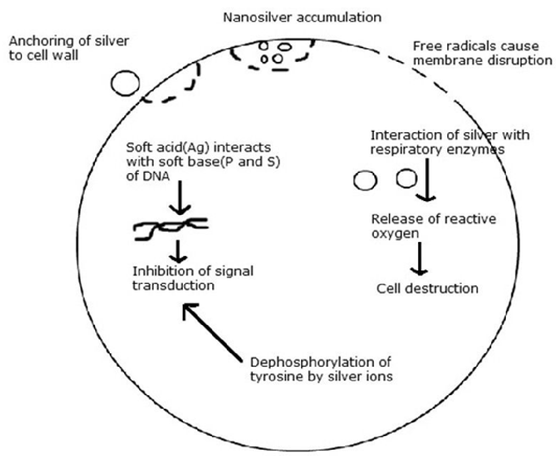 Figure 1 Various modes of action of silver nanoparticles on bacteria. 