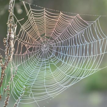 Spider Silk Proteins