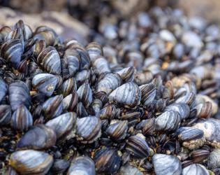 Blue mussels on beach